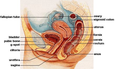 Female Reproductive System - Lateral